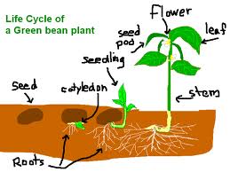 The Life Cycle of Plants