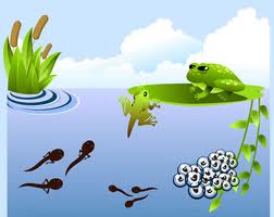 The life cycle of a frog.